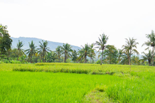istock Rice plantation. Green rice paddy field. 1486232353