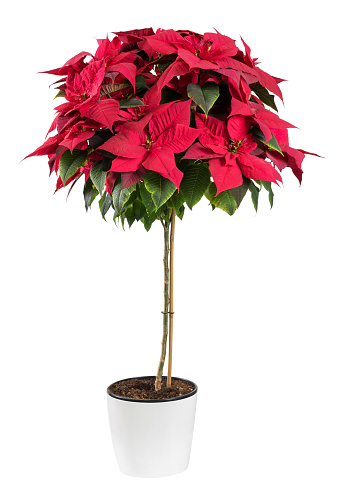 Fresh red poinsettia plant with green leaves growing in ceramic pot isolated on white background