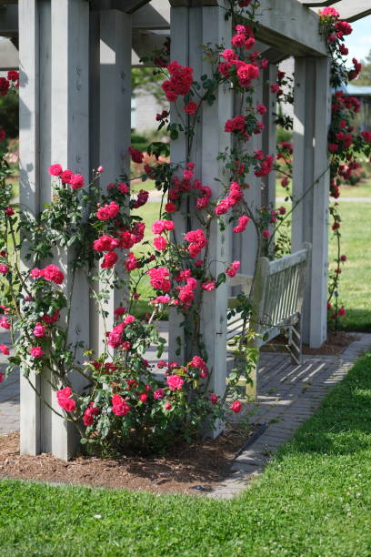 Beautiful red climbing roses