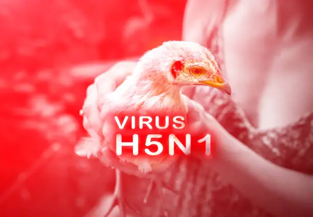 Photo of Epidemic disease of chicken flu h5n1. Chinese pandemic danger. Animals virus to people. Woman holds a hen.