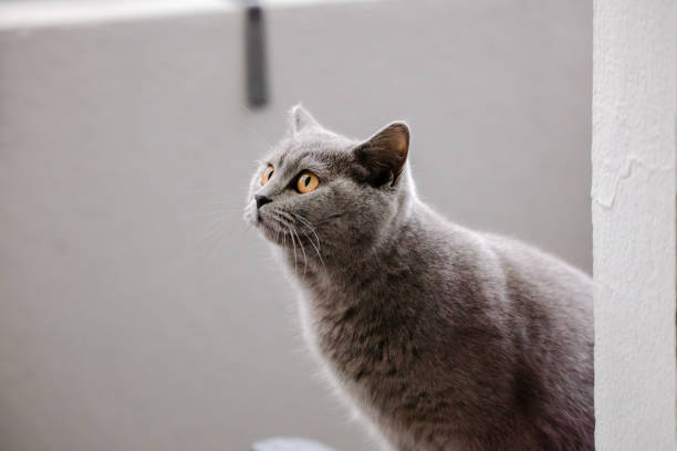 Blue Cat's facial expressions