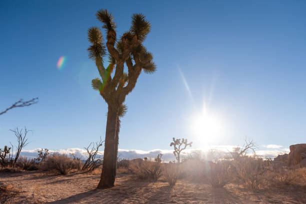 istock Josua Tree National Park 1486235709
