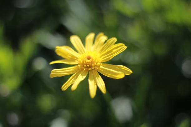istock Flowers on the Road 1486235710