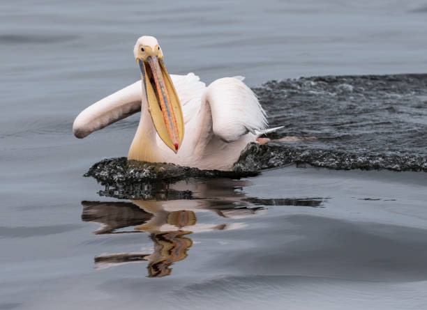 istock Pelican in Walvis Bay 1486235773