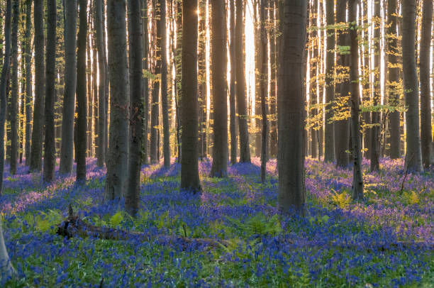 istock Sunrise illuminating bluebells 1486235830