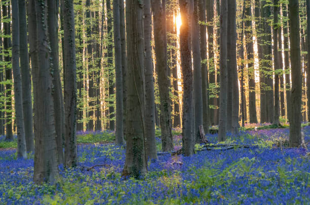 istock Sunrise illuminating bluebells 1486235832