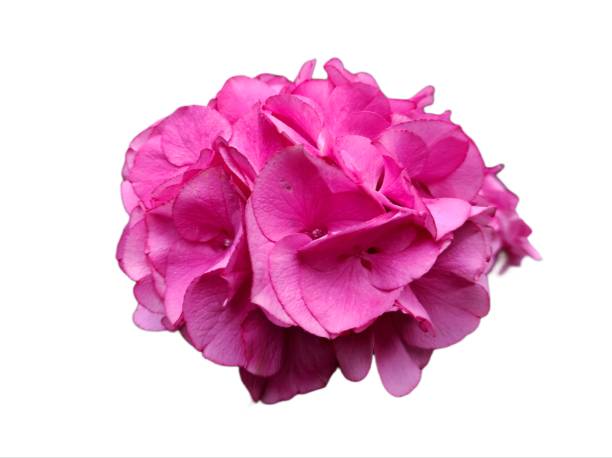 istock ydrangea macrophylla or five-colored flowers in bloom 1486237769
