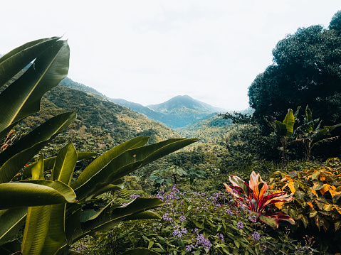 The majestic blue mountains of Jamaica loom in the distance, shrouded in mist and mystery.