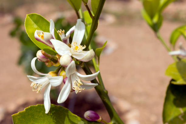 istock Flowers and buds on lemon tree branches. Citrus tree flowering, selective focus 1486238522