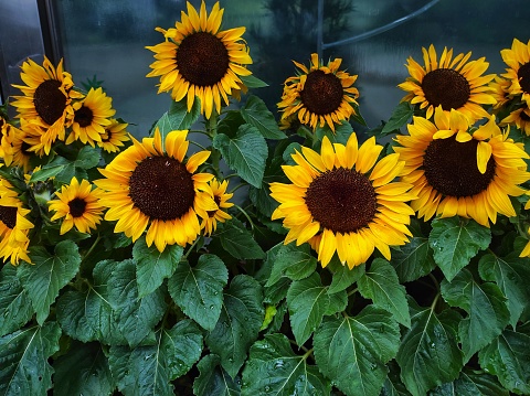 Helianthus annuus or also called sunflower is an annual plant that can be used for ornamental plants or as oil-producing plants.