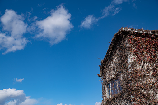 Ivy-covered building against blue sky