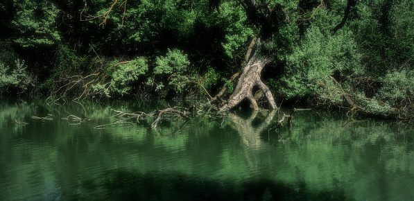 An old tree fallen into the river of Punta Alberete