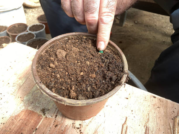istock Gardener planting seedlings in the soil 1486240262