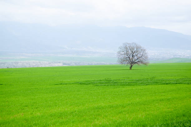 istock Green grass field with overcast sky and white clouds. 1486240313