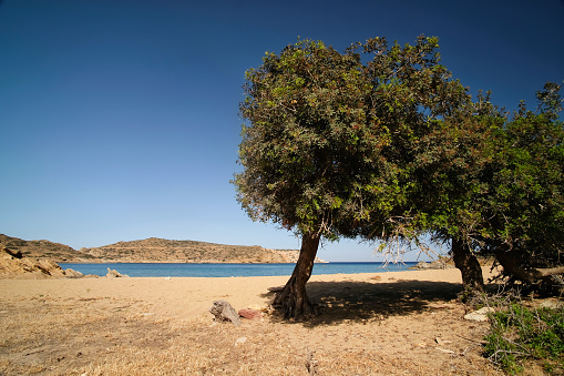 View of  trees  at the beautiful beach of Tris Klisies in Ios Greece