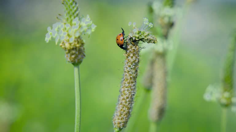 Ladybug against a grass