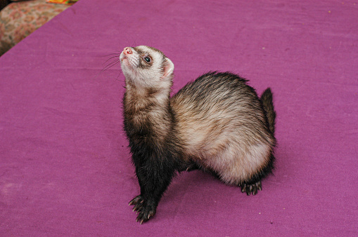 Ferret's head close up on dark brown background