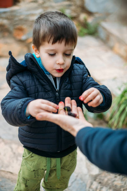 istock Little boy eating fresh organic berries 1486245896