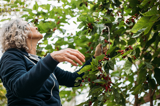 Women picking mulberries form the tree