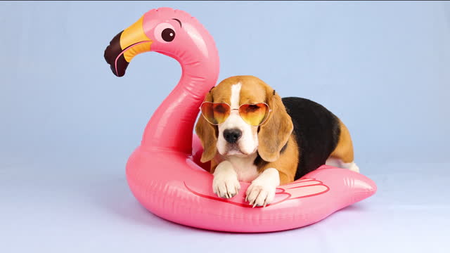 A beagle dog in sunglasses is lying on an inflatable pink flamingo.