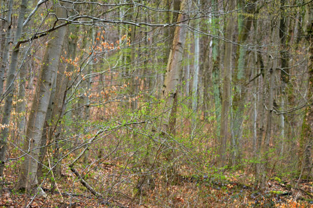 istock autumnal scene in the forest with tree trunks and leaves 1486247375