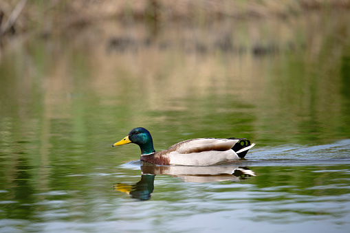 A male mallard duck in flight. Taken in Rimbey, Alberta