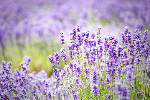 Cotswolds Lavender At Snowshill, Gloucestershire
