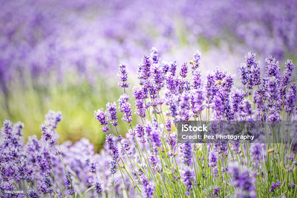Cotswolds Lavender At Snowshill, Gloucestershire Cotswolds lavender fields at Snowshill, Gloucestershire.

July 2018 Lavender - Plant Stock Photo
