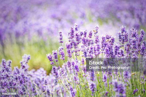 Cotswolds Lavender At Snowshill Gloucestershire Stock Photo - Download Image Now - Lavender - Plant, Lavender Color, Agricultural Field