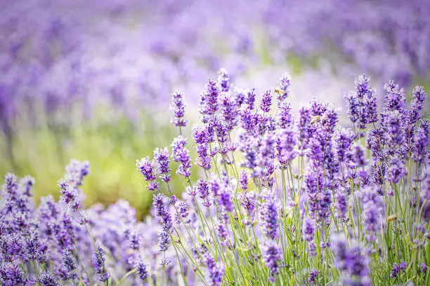 Cotswolds lavender fields at Snowshill, Gloucestershire.

July 2018