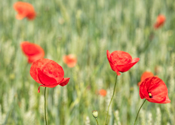 istock Poppy Fields In Full Bloom In The Cotswolds 1486252846