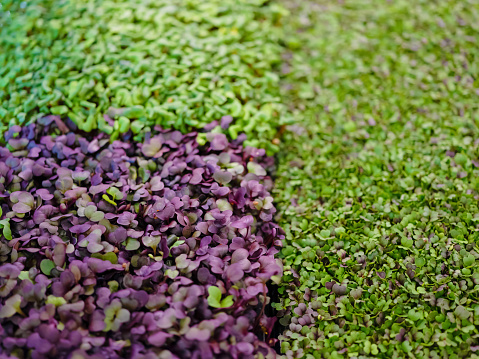 Different types of microgreens close-up top view. Eco vegan healthy lifestyle bio banner. Green natural background texture. Vitamins Amino Acids Benefits Of Organic Superfood concept