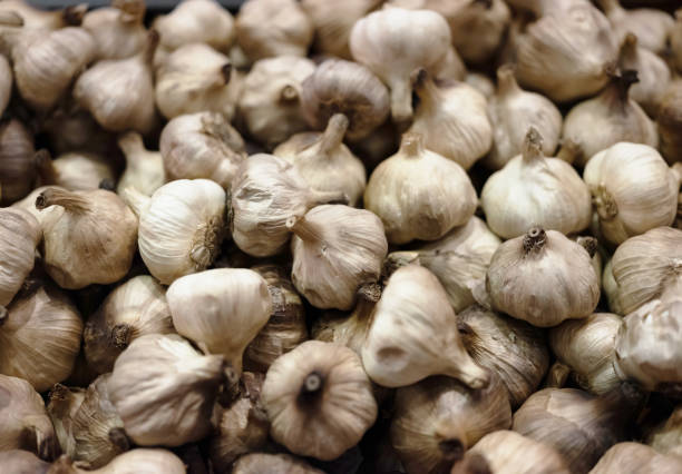 Garlic bulbs with cloves isolated on white background. White garlic bulb composition. Studio shot. High angle view.
