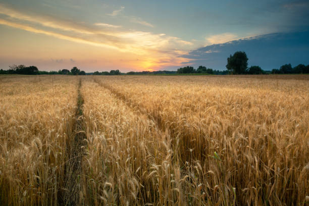 istock Wheel tracks in grain field and sunset sky 1486256893