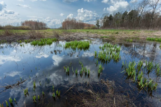 istock Reflection of clouds in the water in the meadow 1486256900