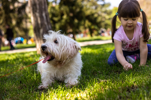 A little girl plays with freshly cut grass while her dog takes a break from a walk.