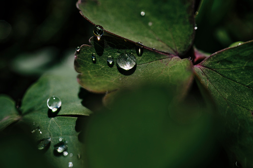 Overhead macro of water droplets on a clover leaf.
