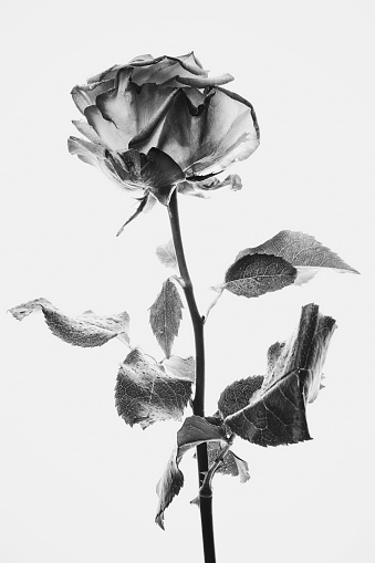 Black and white single Rose against a white background, lit with studio soft boxes.