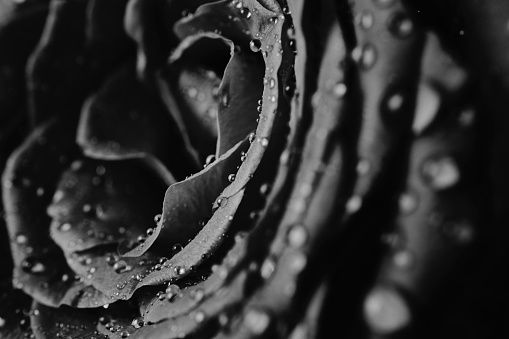 Black and white macro close up abstract of water droplets over rose petals.