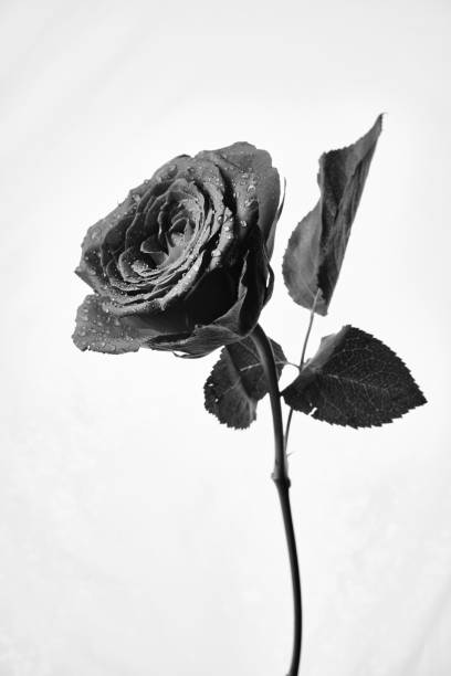 istock Black and white single Rose against a white background, lit with studio soft boxes. 1486259766