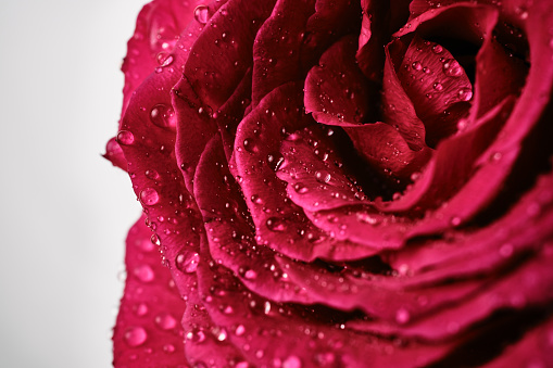 Close up of Pink-Magenta rose covered in water droplets.