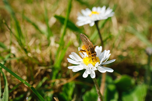 Macro close up of an insect feeding on a garden lawn daisy flower on a sunny April day.