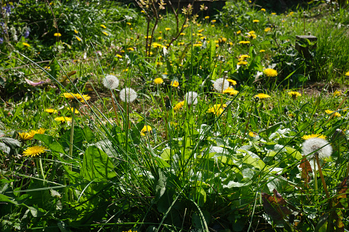 A dandelion growing in a residential lawn
