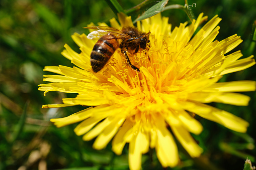 Macro close up of a Honey bee feeding on a dandelion flower in a messy overgrown garden on an April day.\nRe-wilding gardens to allow insects to feed on the weeds.