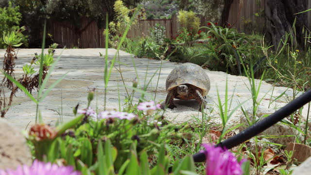 Turtle walking on flowering terrace in Turkey