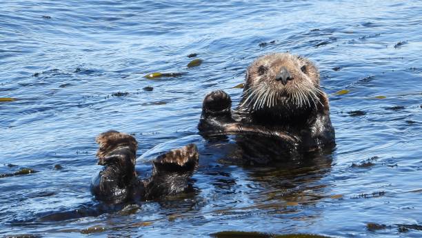 istock Welcoming sea otter. 1486266034