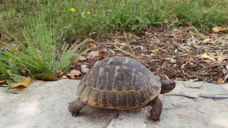 Turtle walking on flowering terrace in Turkey