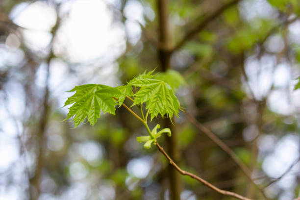 istock Young maple leaves on a tree branch. Landscape design. Green leaves in sunlight. 1486267326