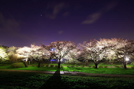 Illuminated cherry blossoms at night