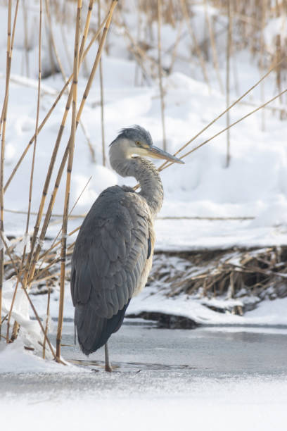 istock A grey heron in Helsinki, Finland 1486268370